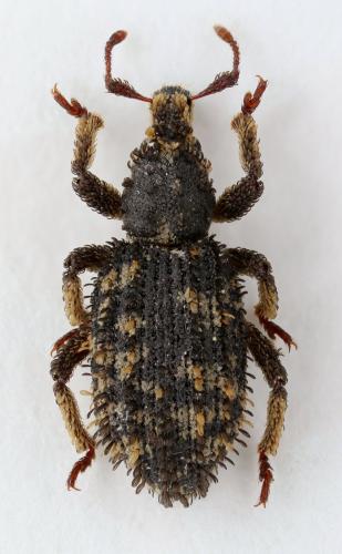 Dichotrachelus sp.